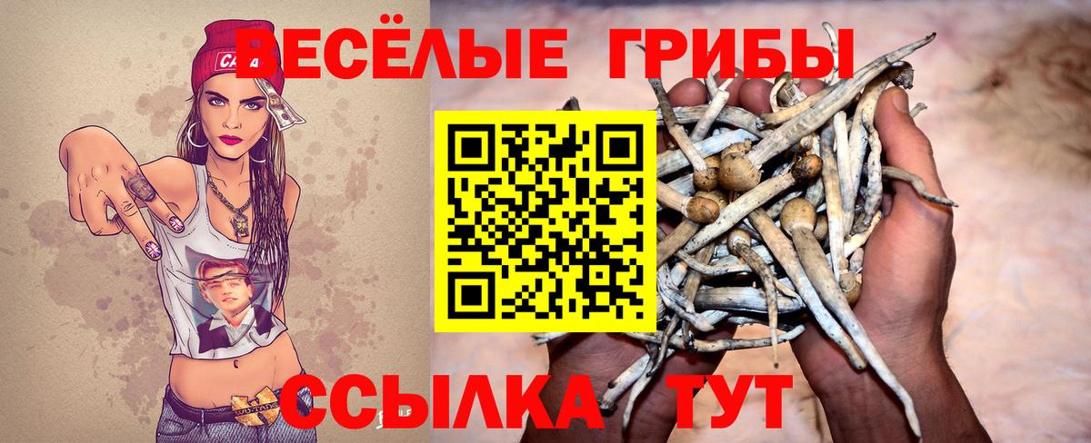 Дивногорск  Псилоцибиновые грибы Cubensis  Вход с VPN 